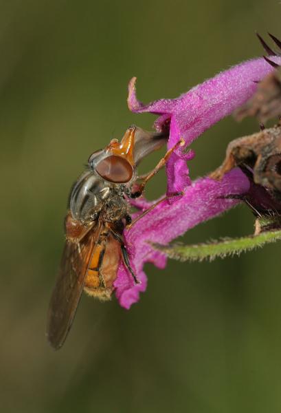 rhingia_campestris.jpg
