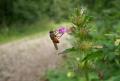 rhingia_rostrata26aug2009germanyseewiese_t1.jpg