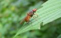 rhingia_rostrata26aug2009germanyseewiesen_t1.jpg