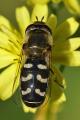 Click to view scaeva-pyrastri-w-a-dorsal-_t1.jpg