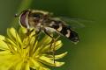 Click to view scaeva-pyrastri-w-a-dorsola_t1.jpg