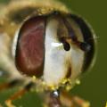 Click to view scaeva-pyrastri-w-a-kopf-fr_t1.jpg