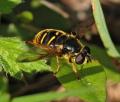 Click to view sericomyia_chrysotox_01_t1.jpg