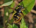 Click to view sericomyia_chrysotox_02_t1.jpg