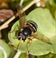 Click to view sericomyia_lappona3091_t1.jpg