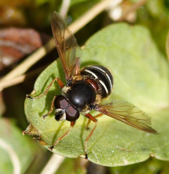 sericomyia_lappona3091.jpg