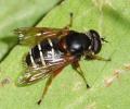 Click to view sericomyia_lappona_t1.jpg