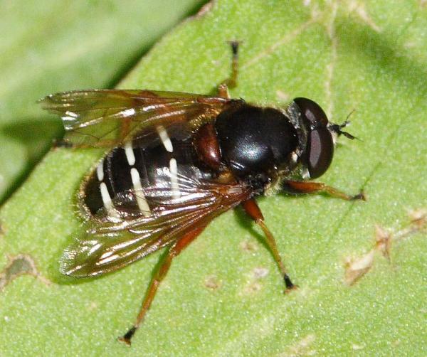 sericomyia_lappona.jpg