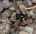 Click to view sericomyia_militaris_01_t1.jpg