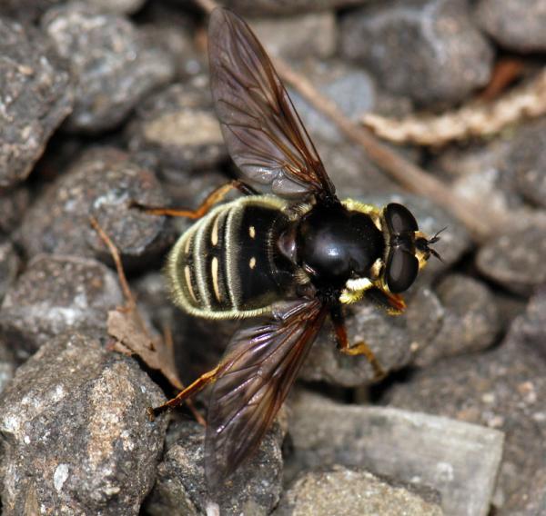 sericomyia_militaris_01.jpg