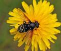 Click to view sericomyia_militaris_02_t1.jpg