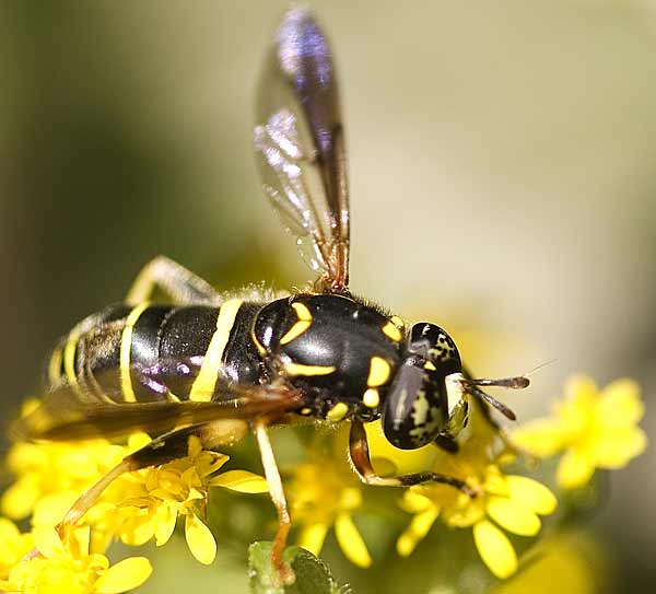 spilomyia-sayi.jpg