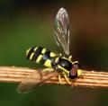 stillhoverfly_t1.jpg