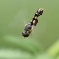 syritta-pipiens-flug_t1.jpg