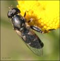 syritta_pipiens_20060805_sweden_2_t1.jpg