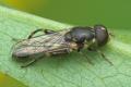 syritta_pipiens_20090605_tworfolk_t1.jpg