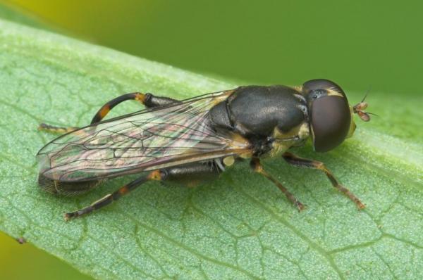 syritta_pipiens_20090605_tworfolk.jpg