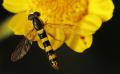 syrphid_t1.jpg