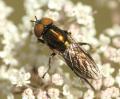 syrphidae1_t1.jpg