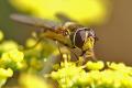 syrphus-vitripennis-w-anter_t1.jpg