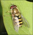 syrphus_torvus_20070512_fora_t1.jpg