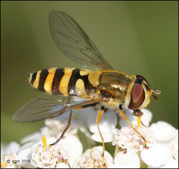 syrphus_vitripennis_20060730_sweden.jpg