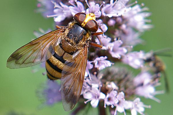 volucella-inanis-w-dorsal-1.jpg