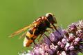 volucella-zonaria-w-lateral_t1.jpg