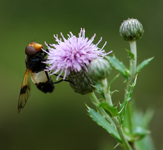 Syrphidae: Volucella pellucens (female) (2)