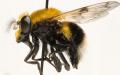 volucella_bombylans_jf10-2050_t1.jpg