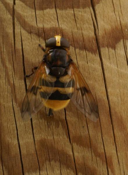 volucella_elegans.jpg