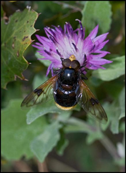 volucella_negra_red.jpg