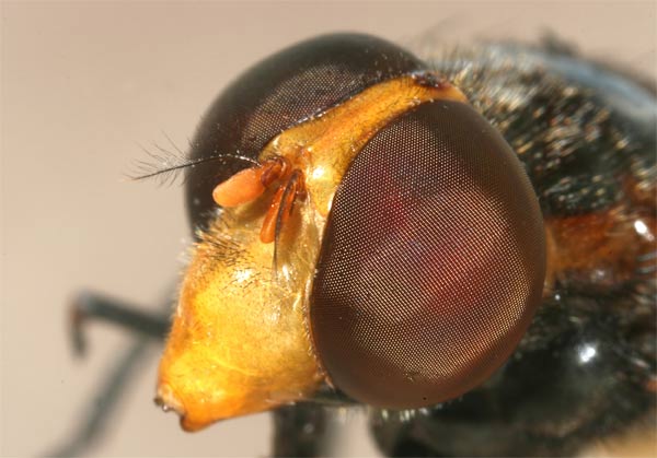 volucella_pellucens.jpg