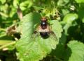 volucella_pellucens25aug2009germanyseewiesen_t1.jpg