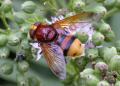 volucella_zonaria_003_t1.jpg