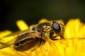 vroeg_hoefbladgitje_cheilosia_himantopus_syrphidae_2_t1.jpg