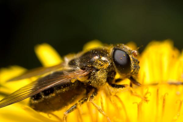 vroeg_hoefbladgitje_cheilosia_himantopus_syrphidae_2.jpg