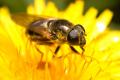 vroeg_hoefbladgitje_cheilosia_himantopus_syrphidae_t1.jpg