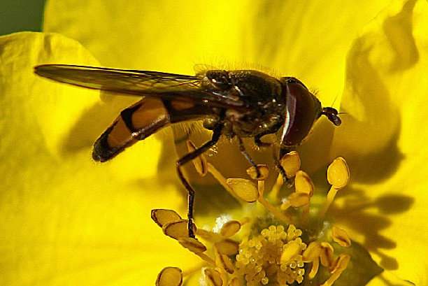 Syrphidae: Xanthandrus comtus (male) (1)