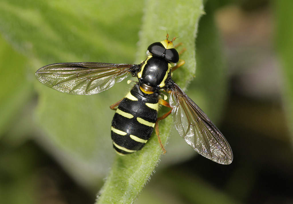 Syrphidae: Xanthogramma citrofasciatum (male) (3)