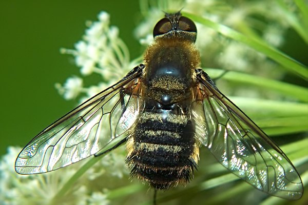 0880-0864-dip-bombyliidae-villa-hottentotta-tassenbach-010804.jpg