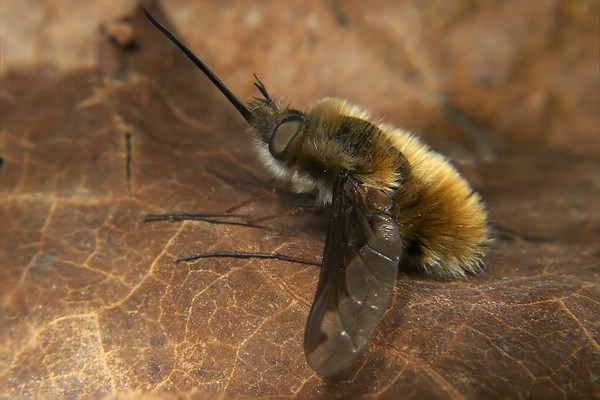 1207-1296-dip-bombyliidae-bombylius-major-altwaldville-050504.jpg