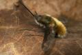 Click to view 1207-1296-dip-bombyliidae-bombylius-major-altwaldville-050504_t1.jpg