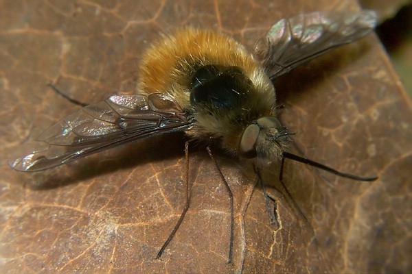 1207-1302-dip-bombyliidae-bombylius-major-altwaldville-050504.jpg