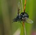 Click to view 140609danjouanbis245bombyle_t1.jpg