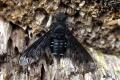 Click to view 7597-dip-bombyliidae-anthrax-anthrax-buechelberg-270506kb_t1.jpg