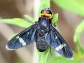 Click to view ang-060-bombylidae_t1.jpg