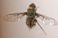 Click to view anthraxbinotatus_t1.jpg
