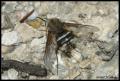 Click to view bcruciatus_forweb_t1.jpg