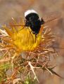 Click to view bombomyia_discoidea_t1.jpg
